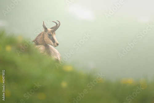 chamois 