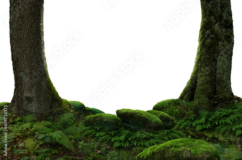 Mossy trees, mossy stones, forest isolated on PNG background. Composition framed by trees