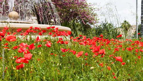 Poppies flowers near the fountain in Ragusa Sicily
