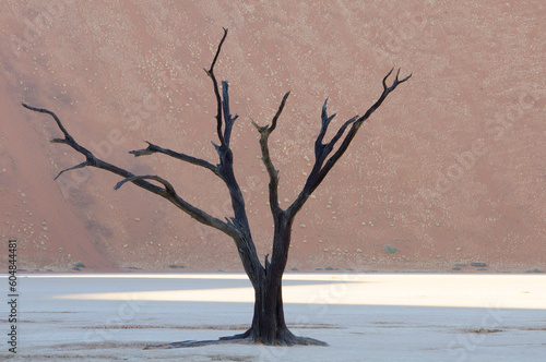 Dead Vlei. Namib-Naukluft National Park. Namibia
