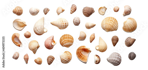 seashells, isolated on transparent background