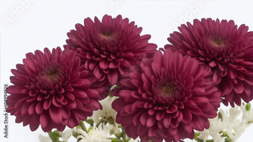 Burgundy chrysanthemum flowers on a white background, generative ai