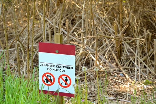 Warning sign on a site of Japanese Knotweed to prevent the dead shoots being cut. No people.