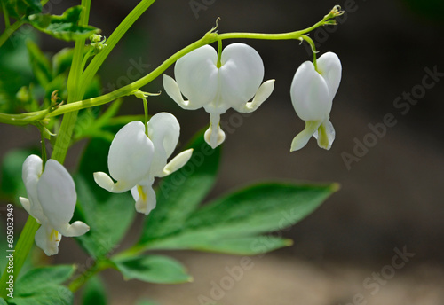 białe serduszka okazałe, serduszka okazała, ładniczka okazała, biskupie serce, serce Jasia, (Lamprocapnos spectabilis), bleeding heart, Asian bleeding-heart