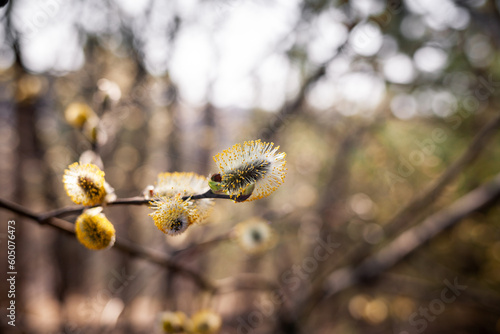 Blooming willow blurred background close-up. Willow branches Salix caprea with buds that open in early spring.