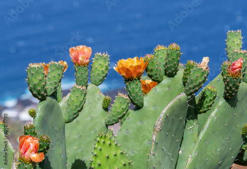 Prickly pears, El Hierro island, Canary.