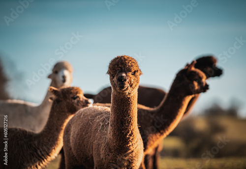 Alpakas im warmen Sonnenlicht