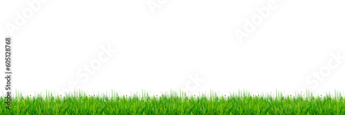 green grass on a transparent background