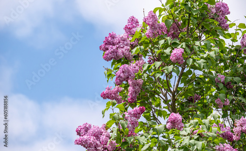 満開のライラックの花と青空 / Lilacs in full bloom and blue sky