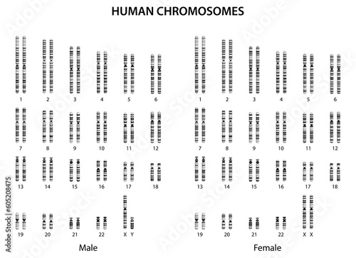 Human chromosomes (human normal karyotype).