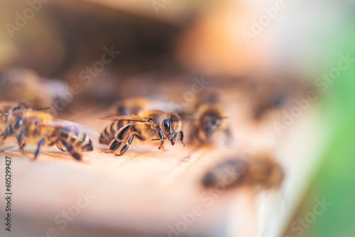 Swarm of honey bees (Apis mellifera) carrying pollen and flying to the landing board of hive in an apiary. Organic BIO farming, animal rights, back to nature concept. Close-up.