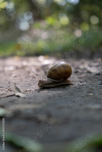 Vertical shot of a snail on ground against bokeh background