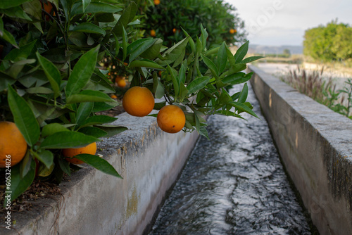 Huerto de naranjas junto a la acequia con agua para regar