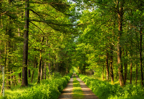 Droga wśród drzew w wiosennym lesie