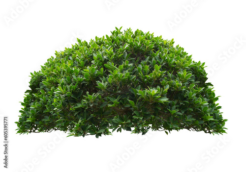 green bush isolated transparency background. 