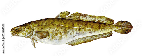 Watercolor burbot (lota lota). Hand drawn fish illustration isolated on white background.