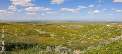 Rolling hills at Carrizo national monument during spring time, with wildflower bloom.