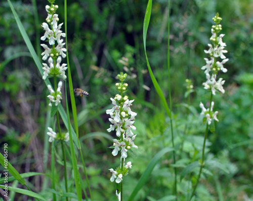 Stachys recta grows in nature