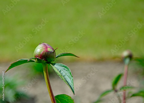 pąk kwiatowy piwonia chińska (Paeonia lactiflora), Chinese peony, Chinese herbaceous peony, common garden peony