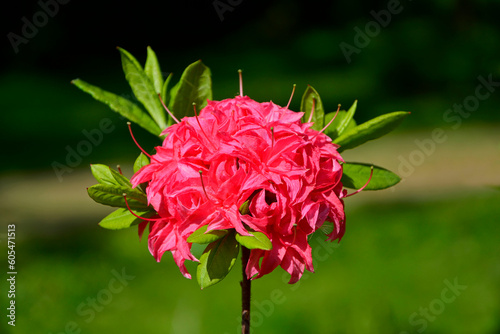 różowe kwiaty azalii, kwitnący różanecznik, azalia, rododendron (Rhododendron),