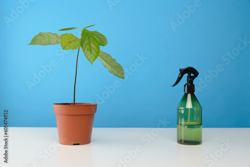 Avocatier avec un vaporisateur d'eau sur un fond bleu uni