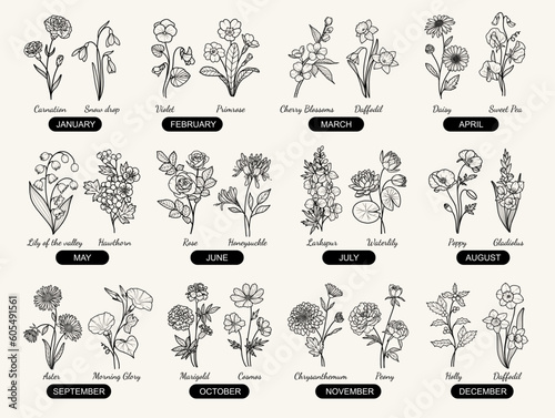 24 Birth Month Flowers Hand-drawn Line Art Illustration, Minimal Style Flower