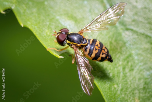 A female Eastern Calligrapher (Toxomerus geminatus), or flower fly, rests on a leaf. Raleigh, North Carolina.