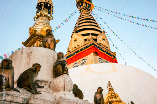 Monkeys sit on the white swayambhu stupa in kathmandu nepal. Evening mood at the monkey temple.