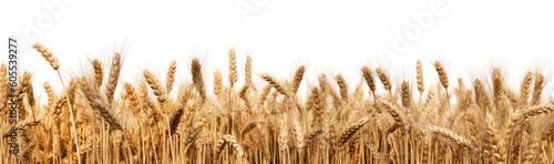 crop field of wheat as a border frame isolated on a transparent background