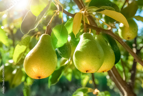 Fresh ripe pears on the pear tree. Juicy ripe pears in a sunny garden. Harvesting. Garden fruits. 