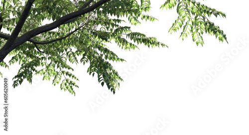 Green tree png ing_ Tree with isolated white_ Tropical tree with isolate white_ Big tree png image