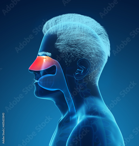X-ray picture of man showing respiratory system with nasal cavity on blue background, illustration
