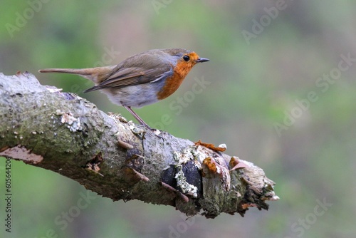 Closeup of cute bird standing on tree stump against blur background
