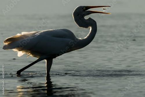 Selective focus of a Australasian egret eating a fish in mid-air in the water