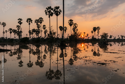 Flooded rural rice farm with sugar palm trees during sunset.