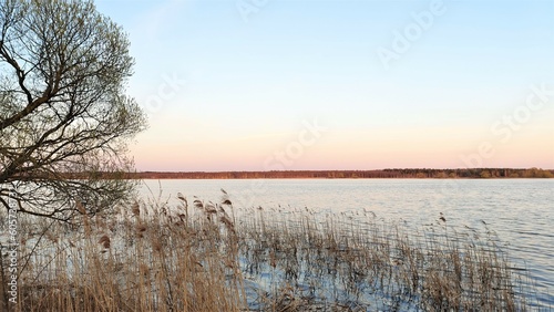 Willow branches overhang the calm water of the lake. Reeds grow in the water. In the evening before sunset, the forest on the far shore and the sky and clouds over the lake turn pink. A ripple