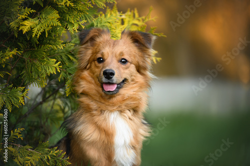 happy red mixed breed dog portrait outoors