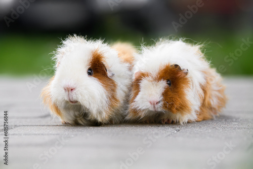 two adorable guinea pigs portrait outdoors together