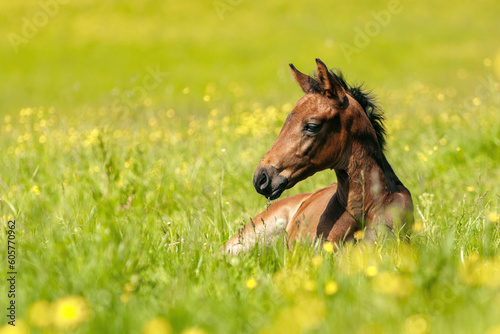 Portrait of a brown warmblood foal on a pasture in spring outdoors