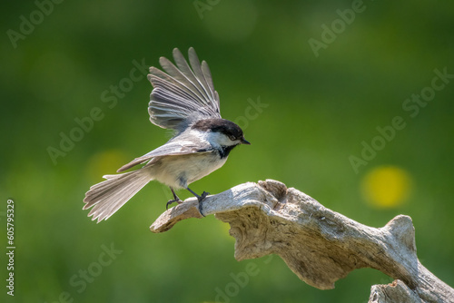 Chickadee ready to fly on driftwood