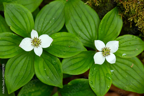 White bunchberry flowers on Mt. Sunapee in Newbury, New Hampshire.