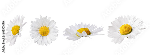 Set of white Chamomile flower isolated on transparent background. Daisy flower, medical plant. Chamomile flower head as an element for your design.