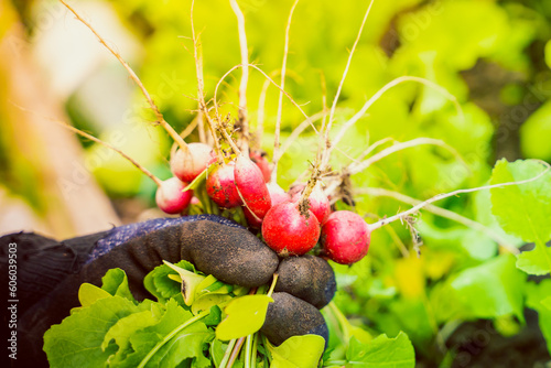 A gloved hand holds a crop of red radish close-up on a blurred background