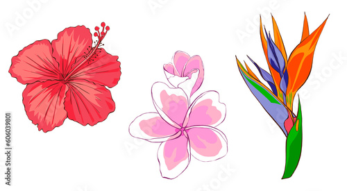 Tropical exotic flowers. Hand drawing illustration, isolated on white background.