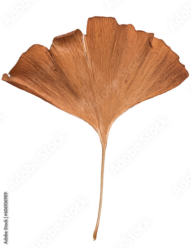 One single Ginkgo biloba tree leaf, seasonal natural autumn colors, isolated cut out on white or transparent background 