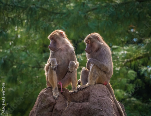 A macaque monkey group in a zoo in neunkirchen