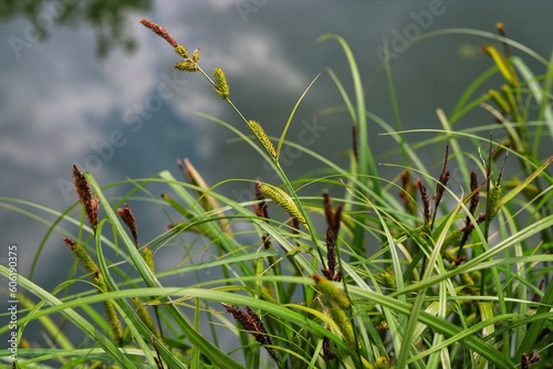 Carex riparia, greater pond sedge. Close up.