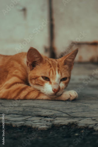 domestic cat playing and photographed by a photographer