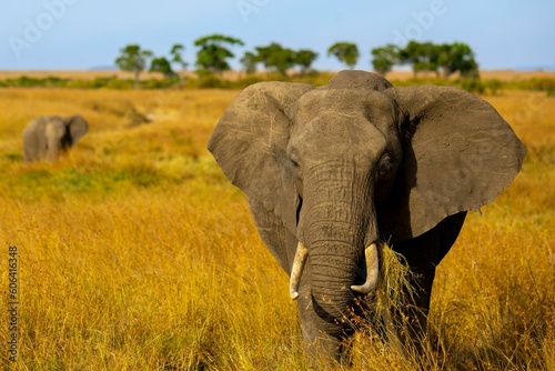 Closeup shot of an African bush elephant walking around at the golden field in the daylight