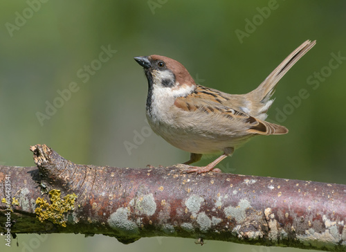 Male Eurasian tree sparrow (Passer montanus) courtship and lekking display with lifted tail and down wings 